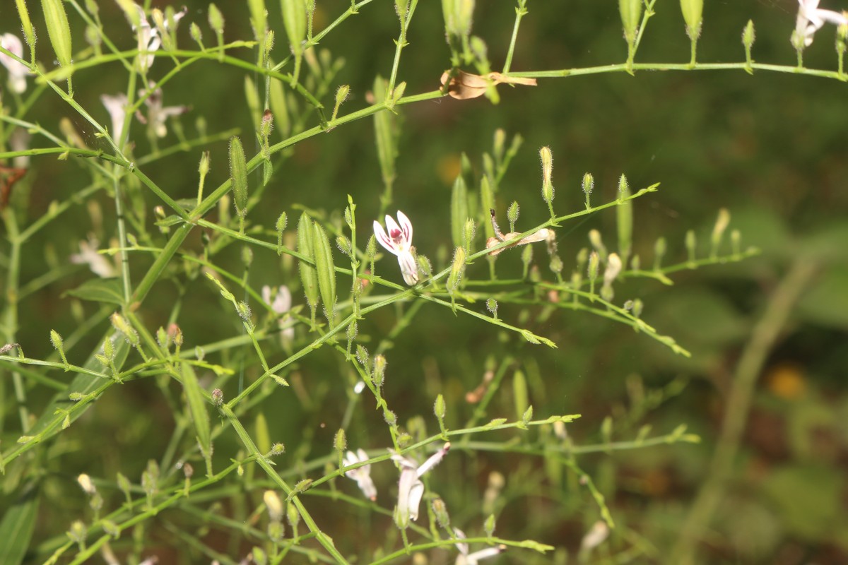 Andrographis paniculata (Burm.f.) Nees